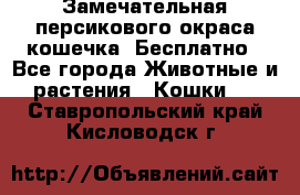 Замечательная персикового окраса кошечка. Бесплатно - Все города Животные и растения » Кошки   . Ставропольский край,Кисловодск г.